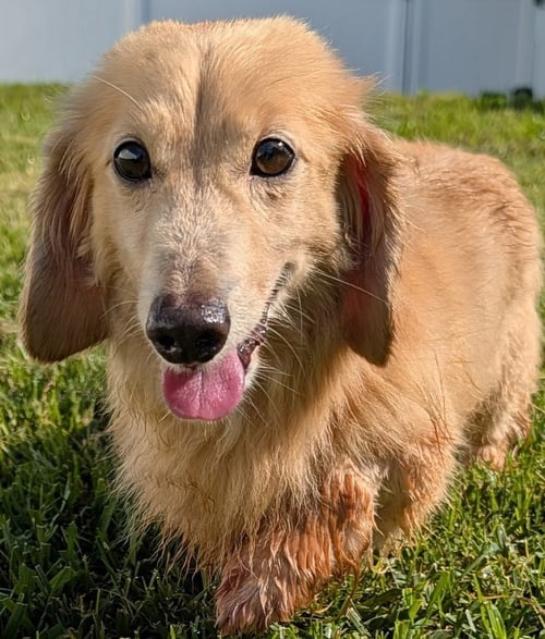 ADAM IN TN - Dachshund for adoption in Murfreesboro