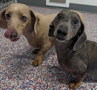 Odin & Ozzie (bonded pair) in WI - Photo 1