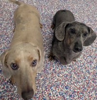 Odin & Ozzie (bonded pair) in WI - Photo 2