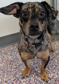 Pepper in TN - Photo 1