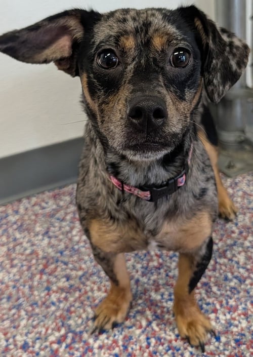 PEPPER IN TN - Chihuahua / Dachshund for adoption in Murfreesboro