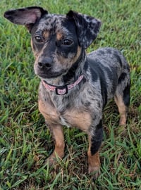 Pepper in TN - Photo 2