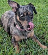 Pepper in TN - Photo 3