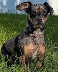 Pepper in TN - Photo 4