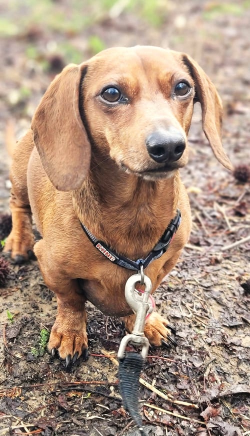 LUKE IN NC - Dachshund for adoption in Murfreesboro