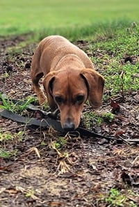 Luke in NC - Photo 3