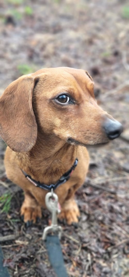LUKE IN NC - Dachshund available for adoption