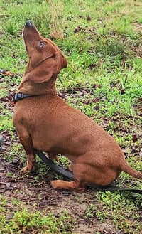 Luke in NC - Photo 4