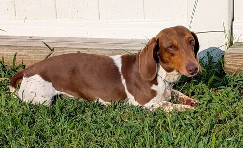 SPURGEON IN LA - Dachshund available for adoption