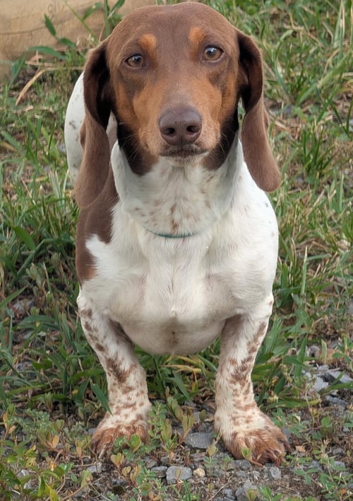 SPURGEON IN LA - Dachshund for adoption in Murfreesboro
