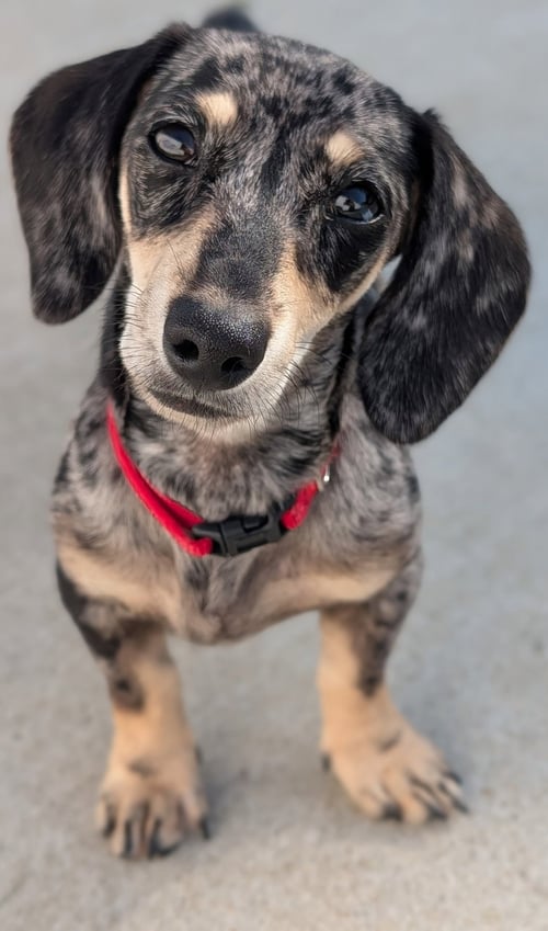 GIGI IN TN