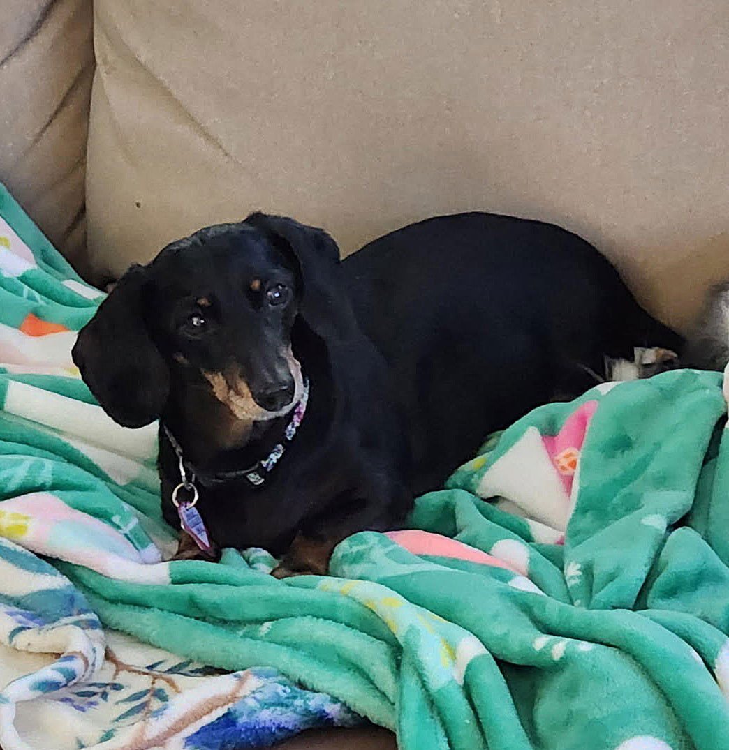 GRACIE IN TN - Dachshund available for adoption