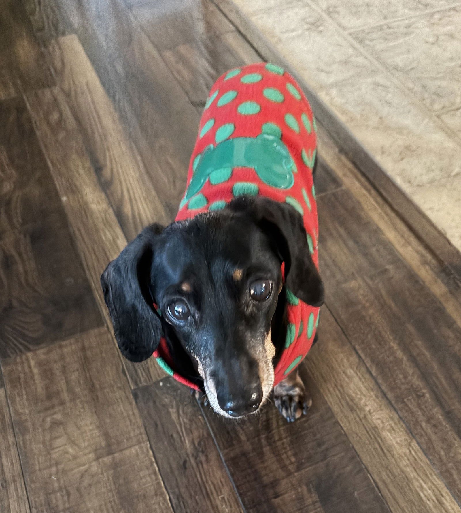 GRACIE IN TN - Dachshund available for adoption
