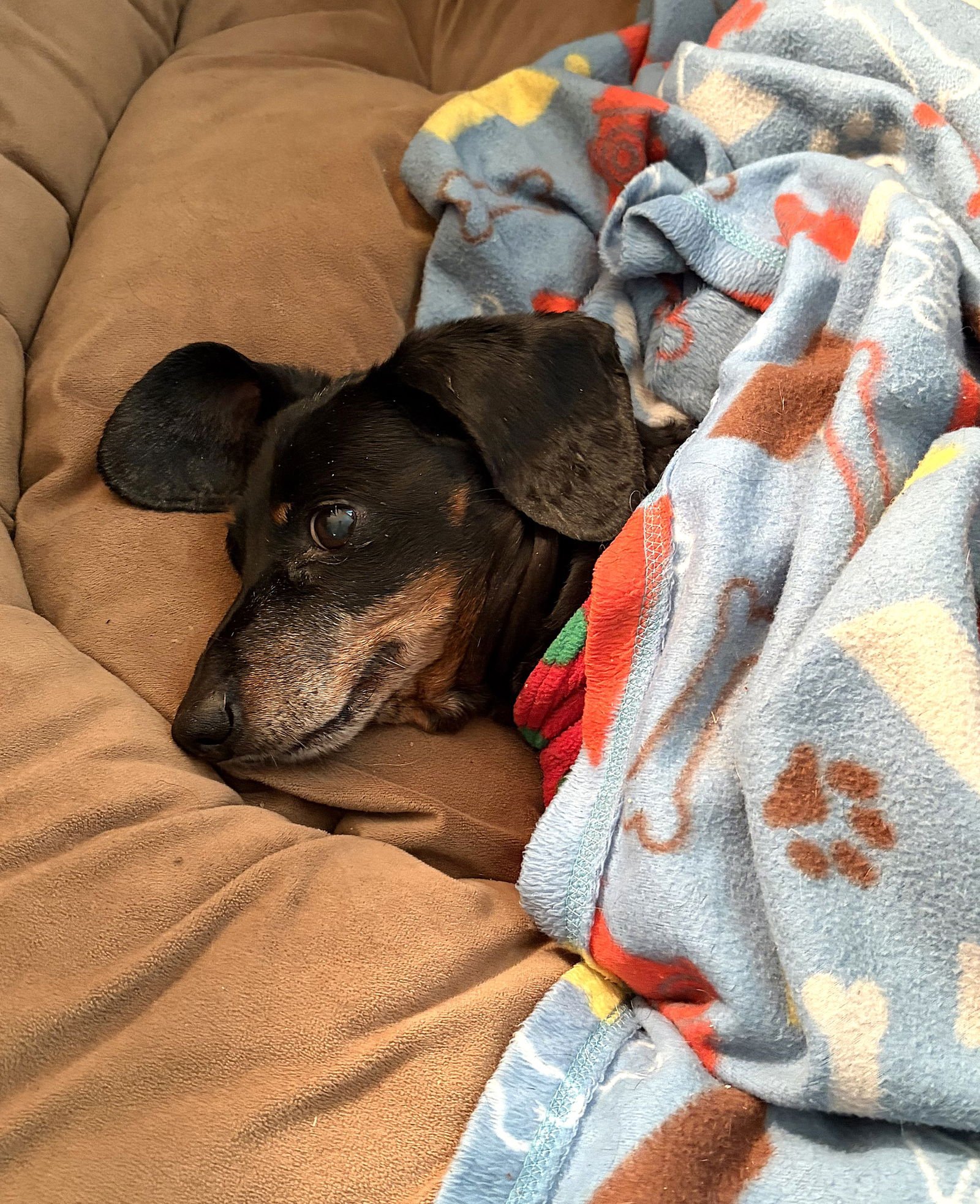 Gracie in TN - Photo 4