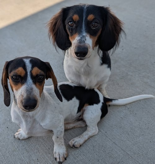 DOLLY AND PATSY IN TN - Dachshund for adoption in Murfreesboro