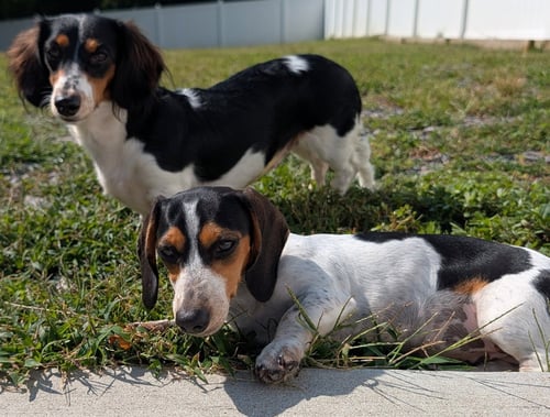 DOLLY AND PATSY IN TN - Dachshund available for adoption