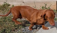 Rosie in TN - Photo 8