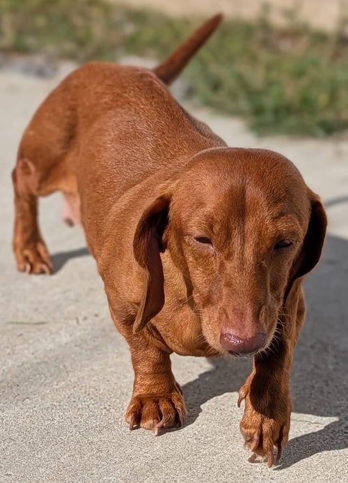 ROSIE IN TN - Dachshund available for adoption