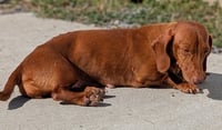 Rosie in TN - Photo 3