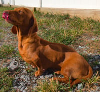 Rosie in TN - Photo 4