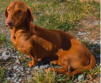 Rosie in TN - Photo 6