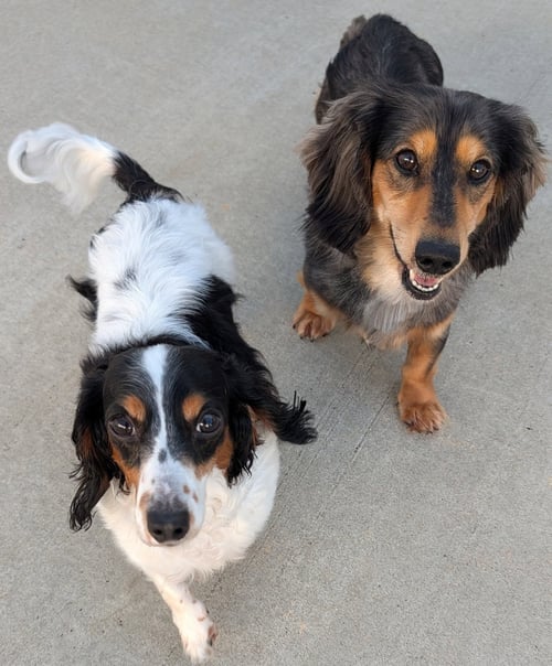 FRANK-E AND CHIMMEY IN SC - Dachshund for adoption in Murfreesboro