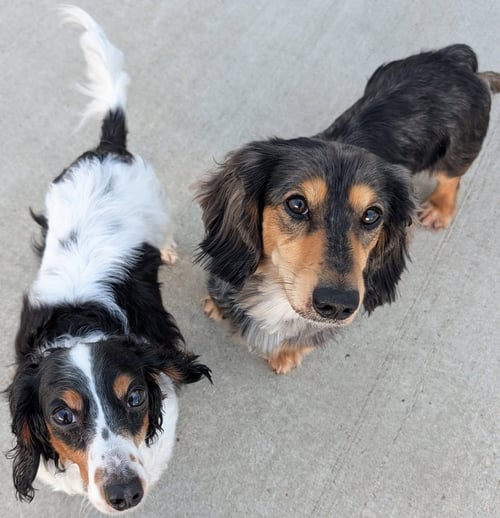 FRANK-E AND CHIMMEY IN SC - Dachshund available for adoption