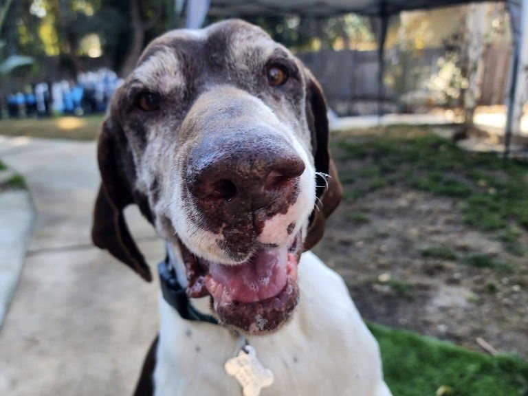 MERLIN - German Shorthaired Pointer available for adoption