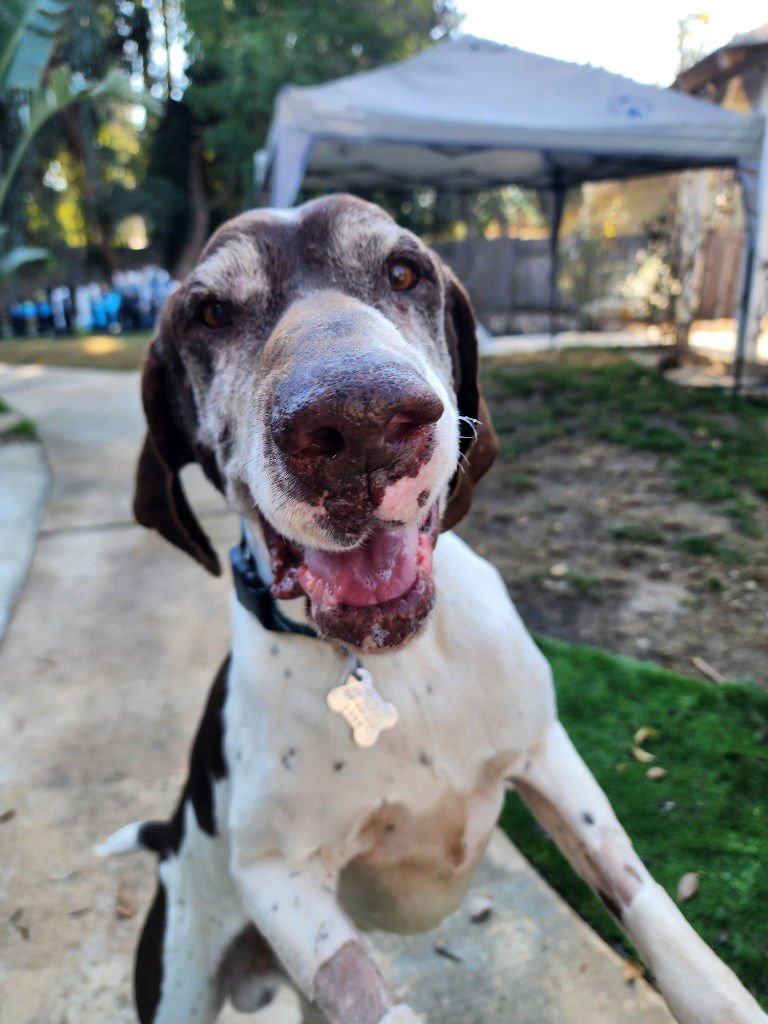 MERLIN - German Shorthaired Pointer available for adoption