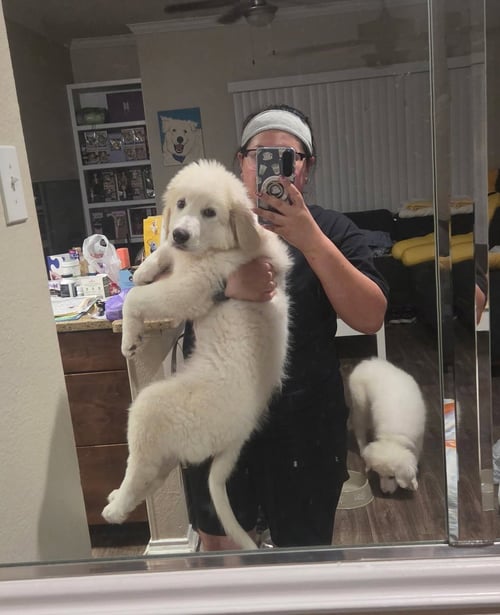 ASPEN - Great Pyrenees for adoption in Dallas