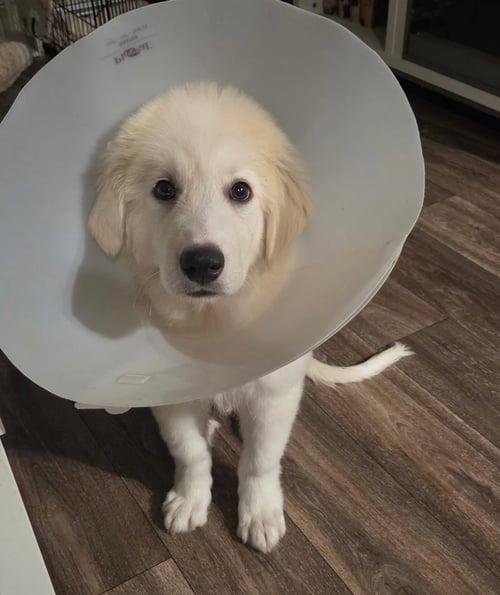 ASPEN - Great Pyrenees available for adoption