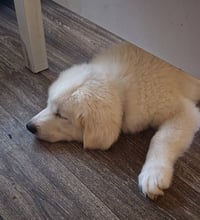 Aspen - Photo 4