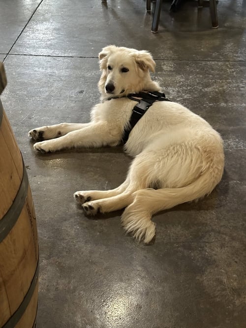 TAYLOR - Great Pyrenees available for adoption