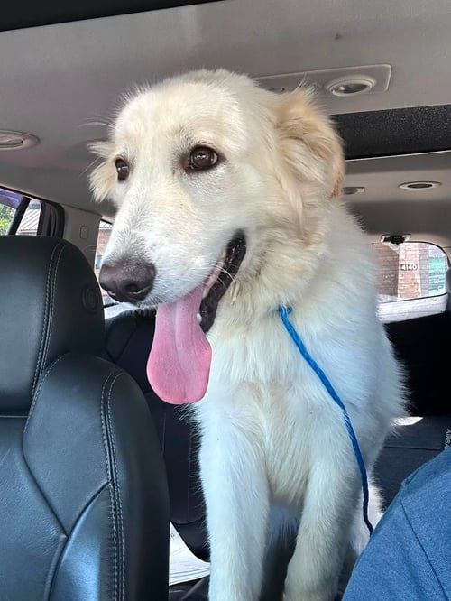 TAYLOR - Great Pyrenees for adoption in Dallas