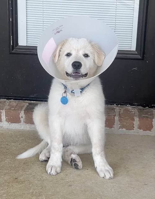 MARLEY - Great Pyrenees for adoption in Dallas