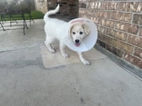 Marley - Photo 2