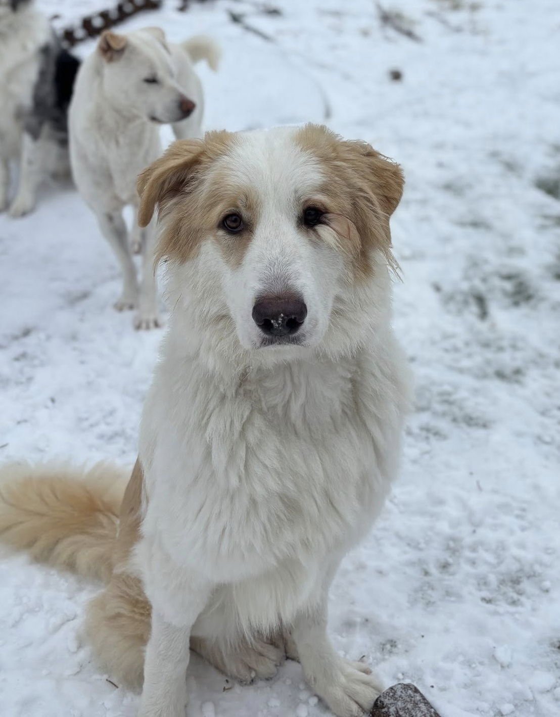 ALLISON - Great Pyrenees available for adoption