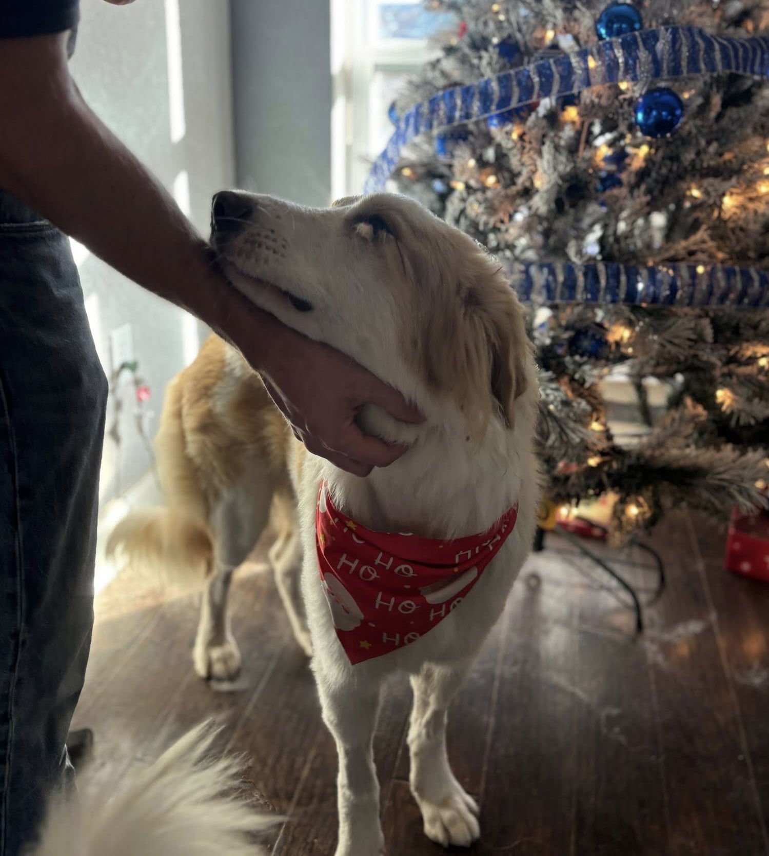 ALLISON - Great Pyrenees available for adoption