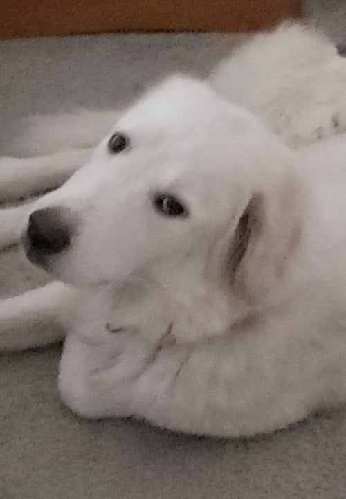 KEIRA - Great Pyrenees for adoption in Dallas