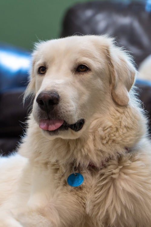 KEIRA - Great Pyrenees for adoption in Mesquite