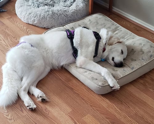 KEIRA - Great Pyrenees available for adoption