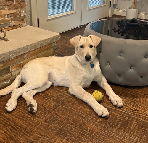JADE - Great Pyrenees / German Shepherd Dog for adoption in Dallas