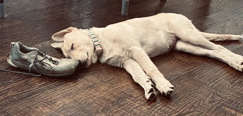 JADE - Great Pyrenees / German Shepherd Dog available for adoption