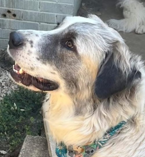 PHOEBE - Great Pyrenees for adoption in Dallas