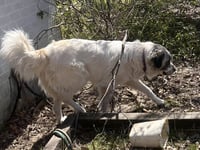 Phoebe - Photo 7