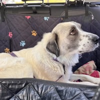 Phoebe - Photo 4