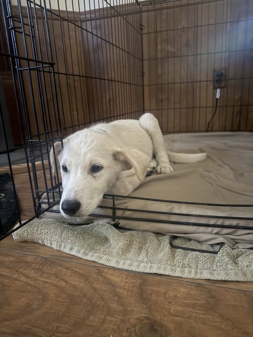 POE - Great Pyrenees available for adoption
