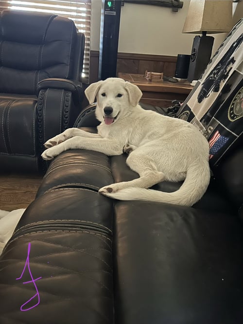 POE - Great Pyrenees for adoption in Dallas