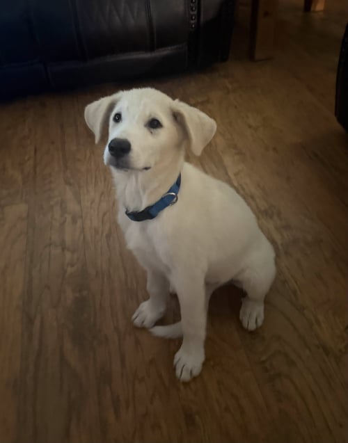 POE - Great Pyrenees for adoption in Dallas