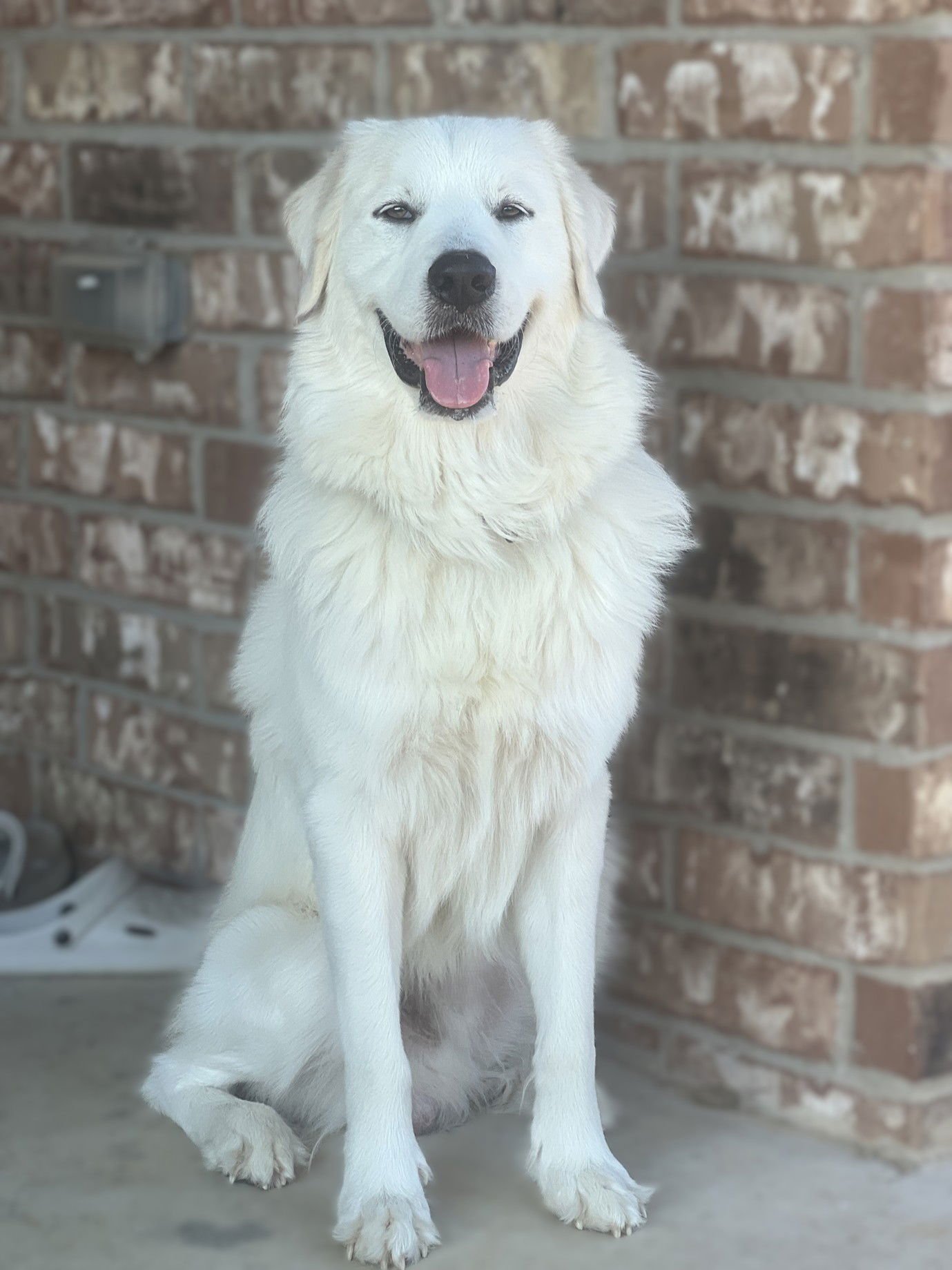 OZZY - Great Pyrenees available for adoption